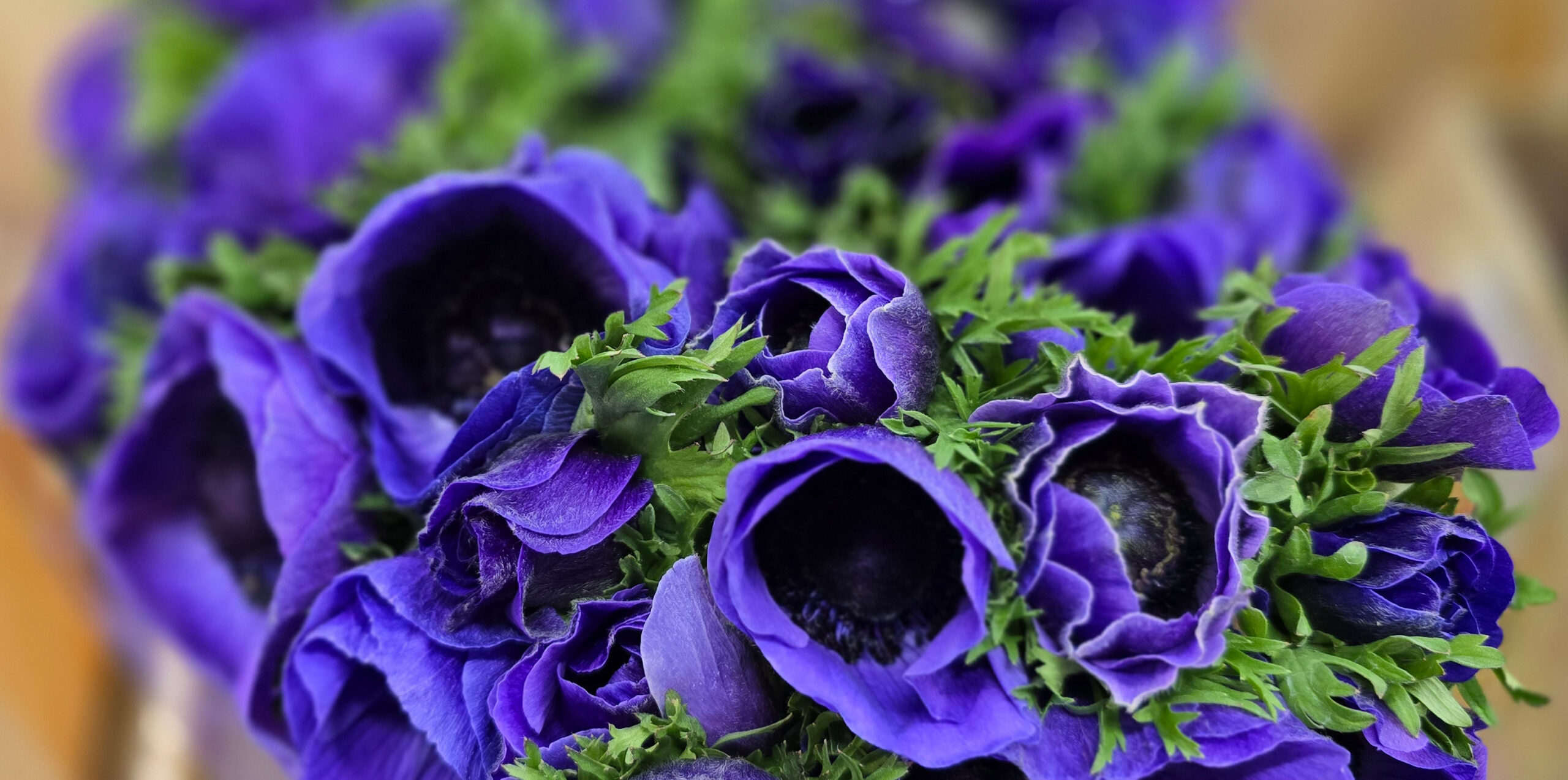 Ein Strauß aus lila Anemonen mit grünen Blättern, arrangiert in einer engen Formation.