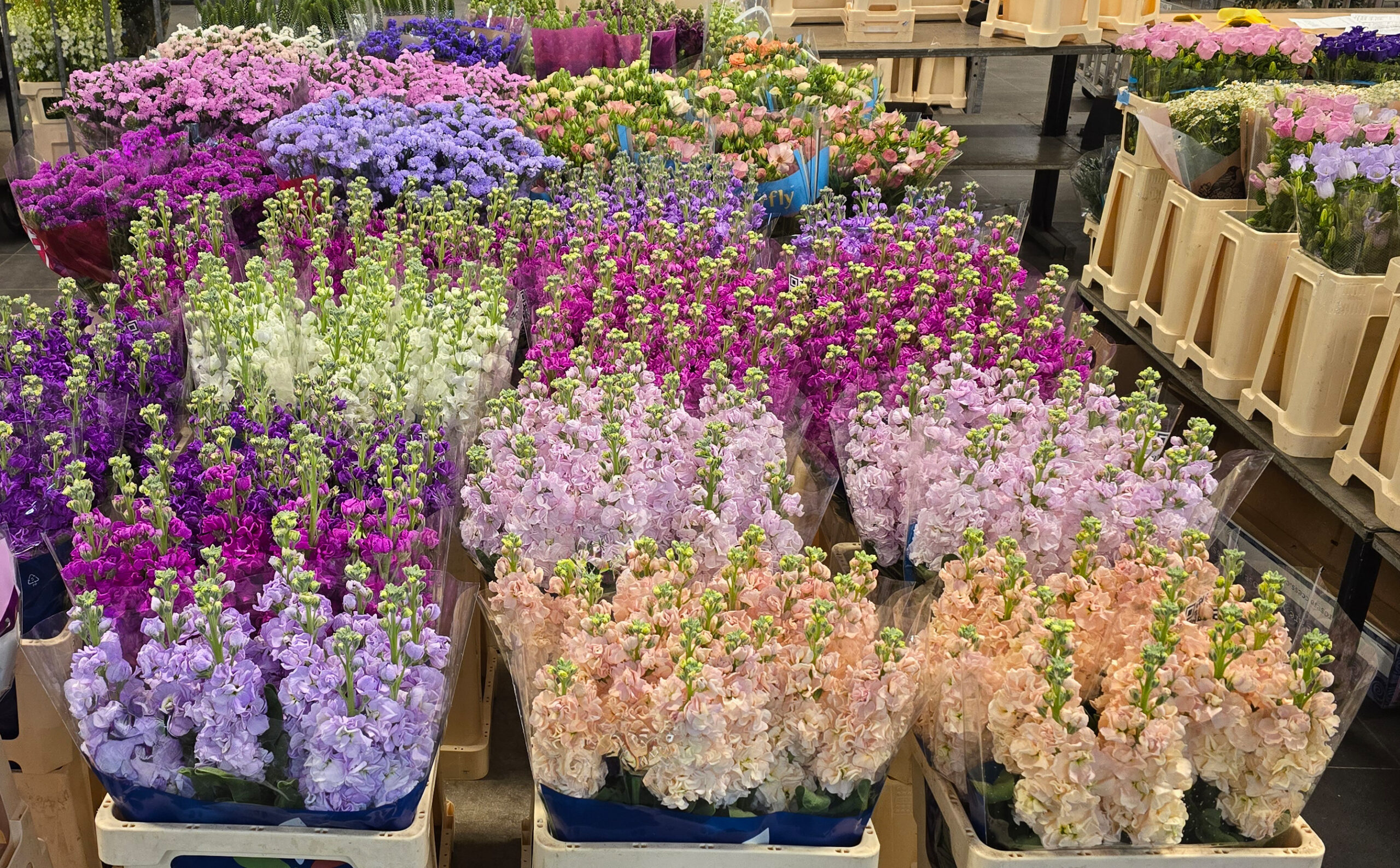 Bunte Schnittblumen in Pastell- und kräftigen Farbtönen: violette, pinke, weiße und pfirsichfarbene Blüten in transparenten Schutzfolien, Paletten