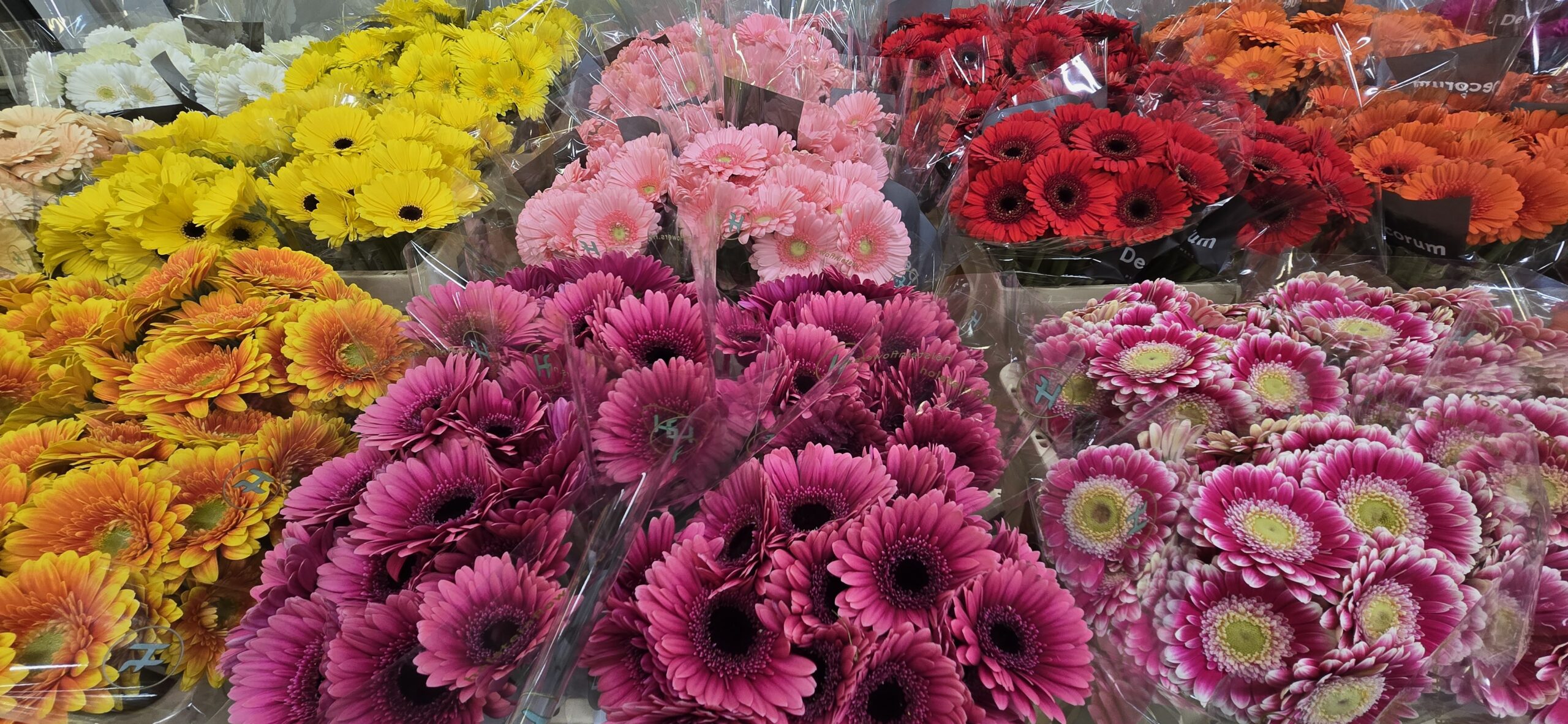 Farbenfrohe Gerbera mit gelben, roten, pinken und orangefarbenen Blüten in Folie verpackt, dicht an dicht arrangiert.