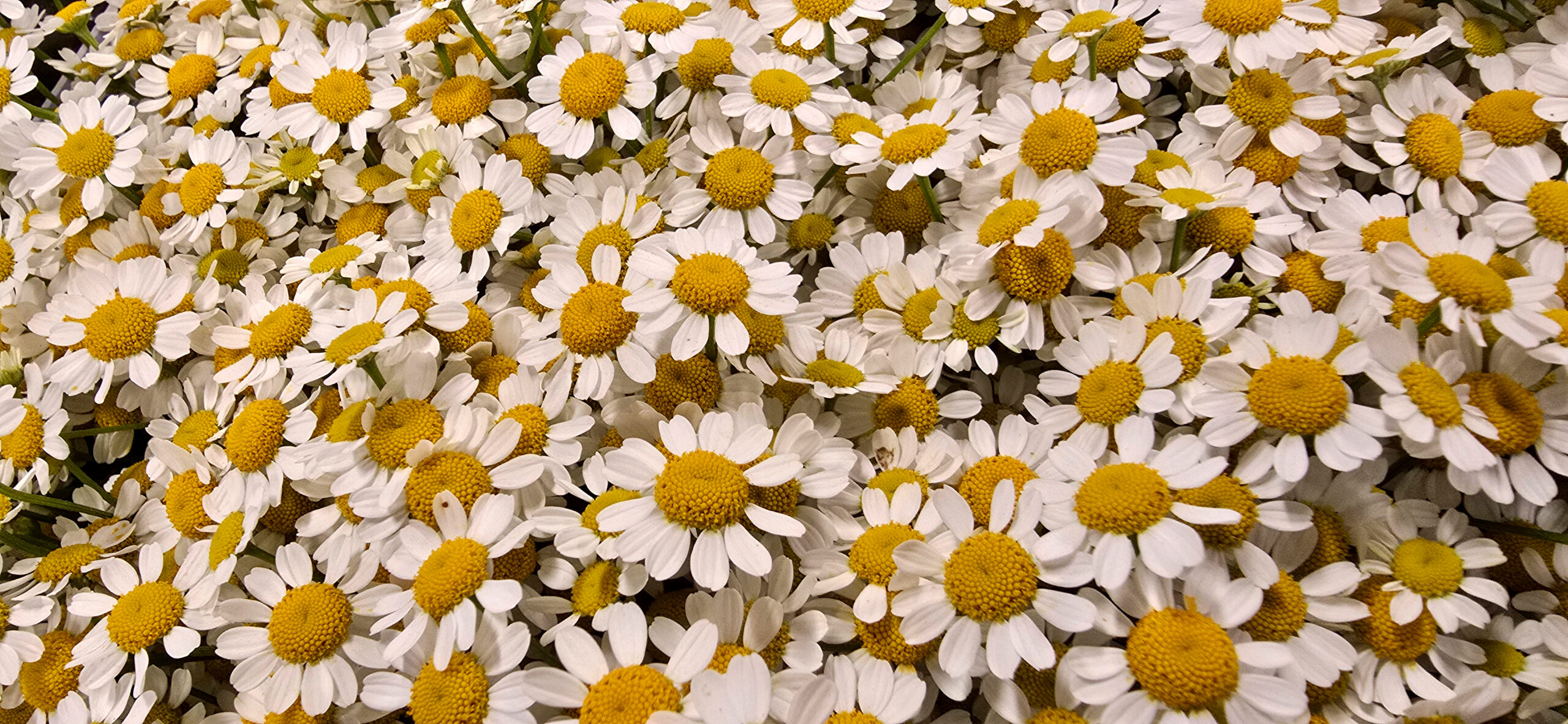 Zahlreiche weiße Blüten mit gelben Mittelpunkten liegen dicht nebeneinander und bilden ein frisches, helles Blütenmeer in warmem Licht.