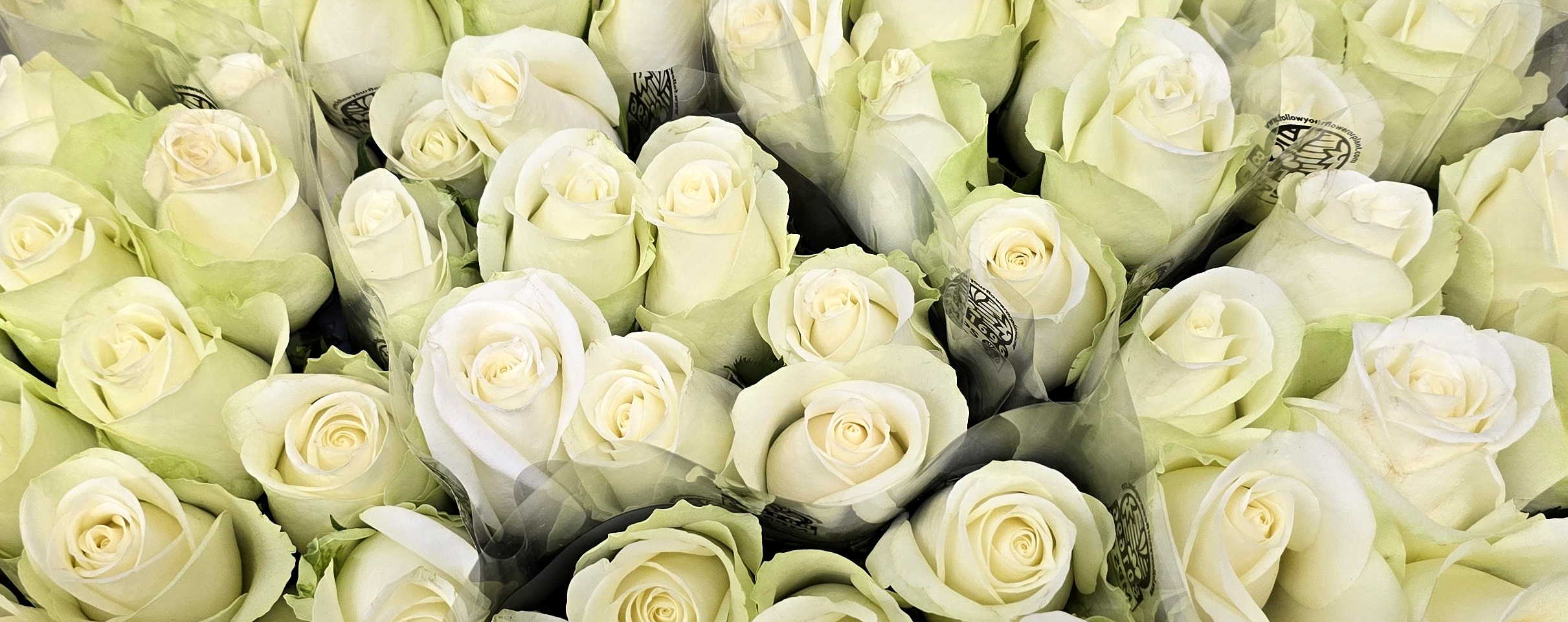 Dicht an dicht liegende weiße Rosen mit zartgrünem Rand in transparenter Folie, frisch gebündelt und gleichmäßig angeordnet.
