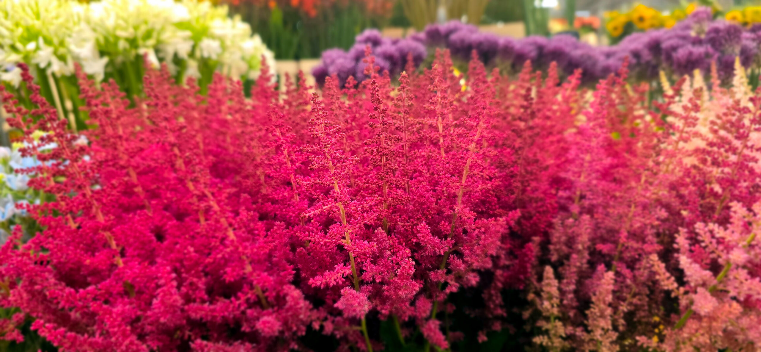 Farbenfrohe Gerbera mit gelben, roten, pinken und orangefarbenen Blüten in Folie verpackt, dicht an dicht arrangiert.